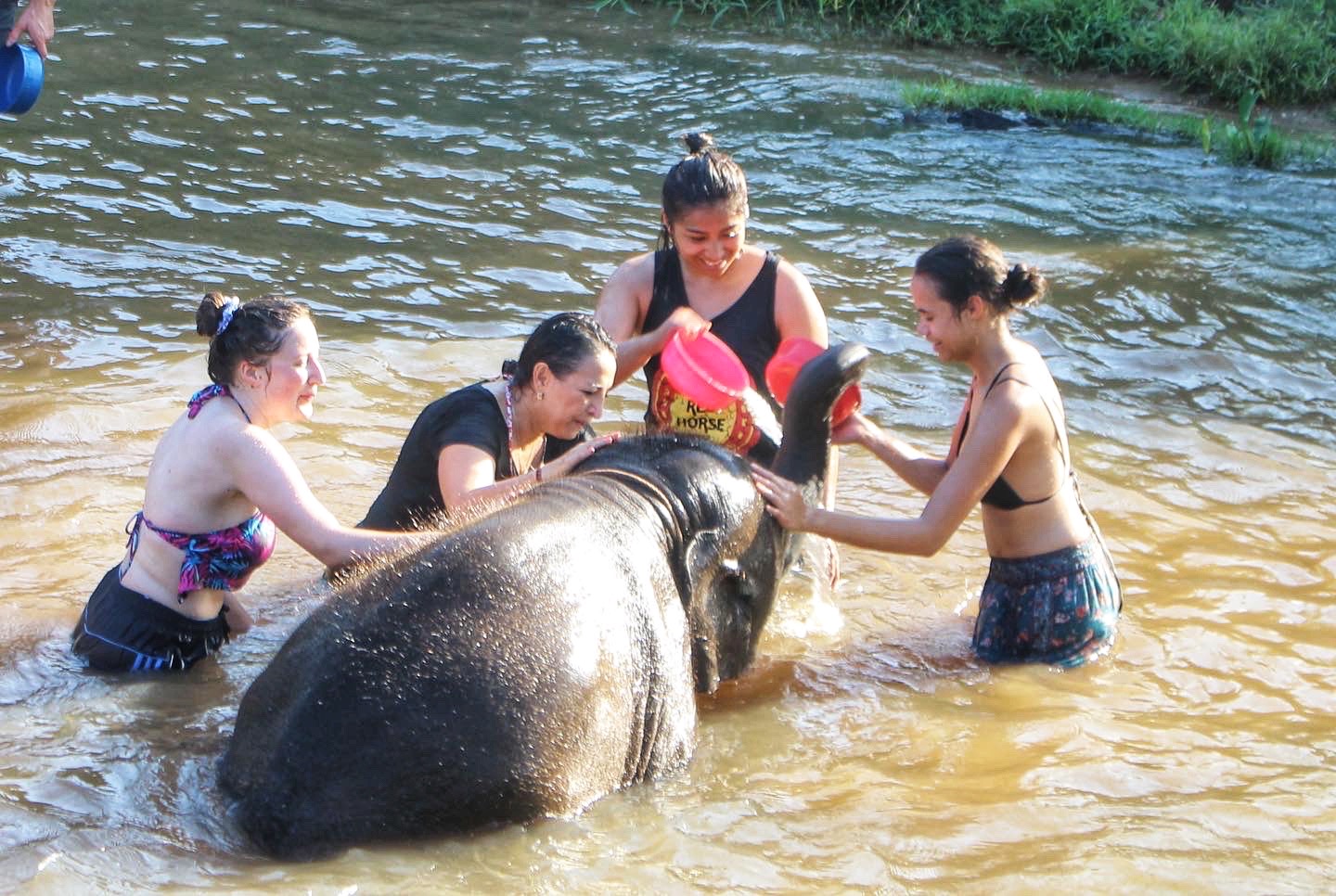 El bebé elefante mi fascinación