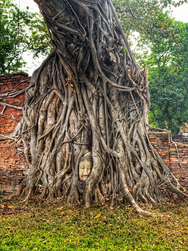 Cabeza de Buda que sobrevivió al paso del tiempo de entre las raíces de un árbol