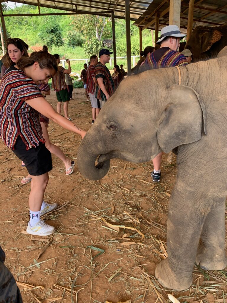 Elefante Bebé