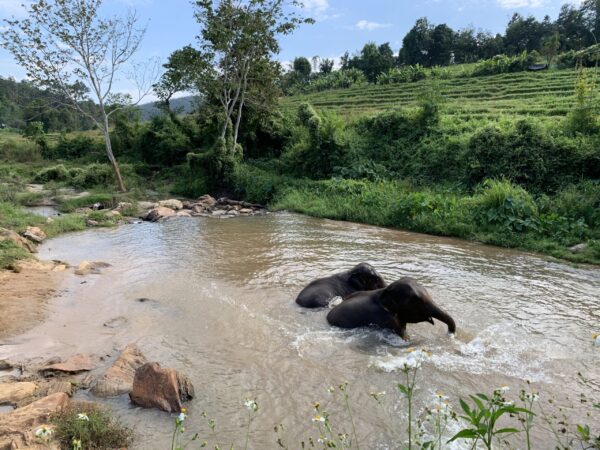 Baño en el río