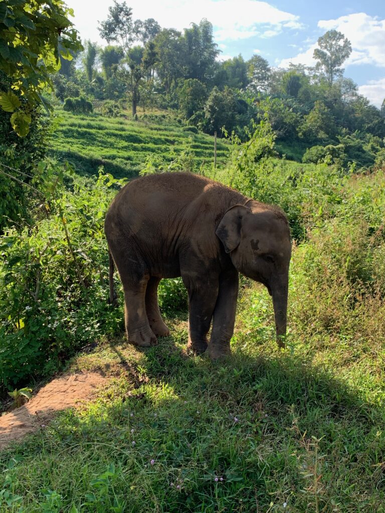 Baby Elephant